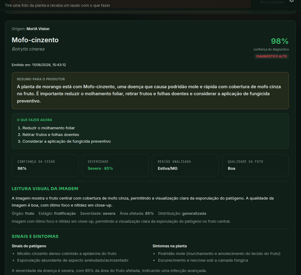 Laudo MorIA Vision com diagnóstico de mofo-cinzento, 98% de confiança e plano de ação